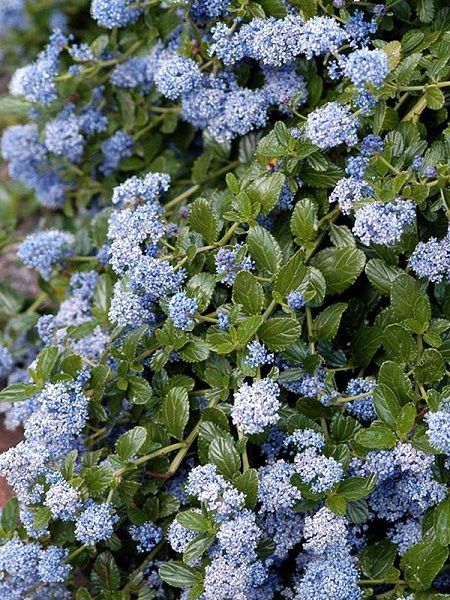 Mavi Kese Çiçeği Ceanothus thyrsiflorus REPENS, 40-60 cm, İTHAL, Saksıda