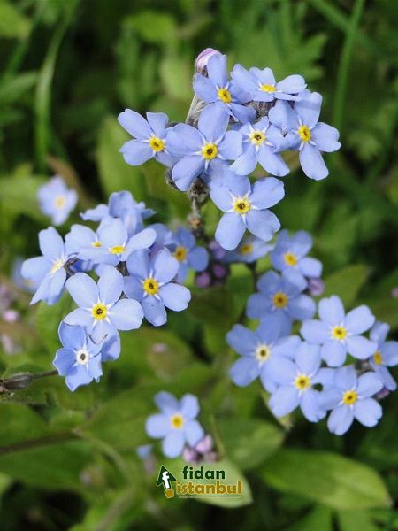 Mavi Unutma Beni Çiçeği Çiçek Tohumu +-100 Adet