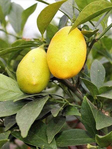 Meksika Misket Limonu Citrus hybrid Limequat, +4-5 Yaş, +120 cm, Saksıda