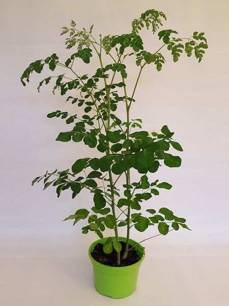 Moringa Fidanı Moringa oleifera, +100 cm, Saksıda