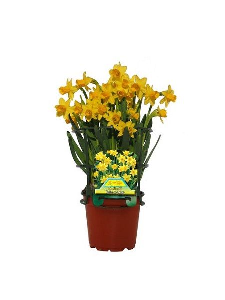 Nergis Çiçeği Narcissus pseudonarcissus, 3-4 Köklü, Saksıda