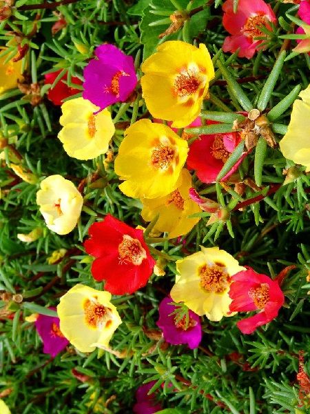 İpek Şellaki (Kedi Tırnağı) Karışık Renk Çiçek Tohumu +- 100 Adet