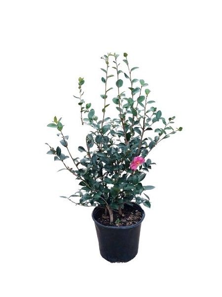 Pembe Kış Kamelyası Camellia sasanqua Kanjiro, 60-80 cm, Saksıda