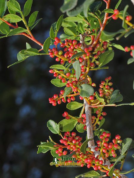 Pistacia lentiscus Sakız Ağacı DİŞİ, 30-40 cm, Saksıda