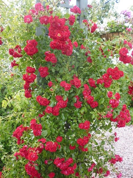 Ponpon Kırmızı Sarmaşık Gül Fidanı Rosa rambling Rosie, +120 cm, Büyük Yaş, Saksıda