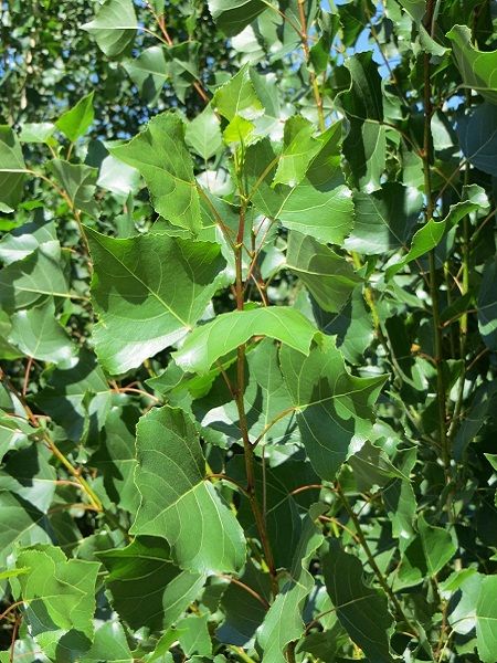 Populus nigra-Black Poplar