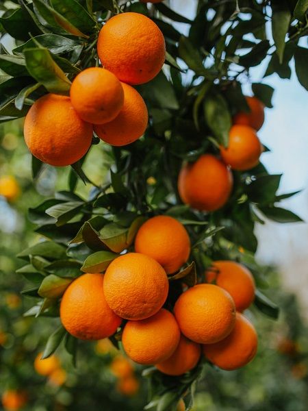 Portakal Fidanı WASHİNGTON Citrus sinensis Washington, +3-4 Yaş, Saksıda