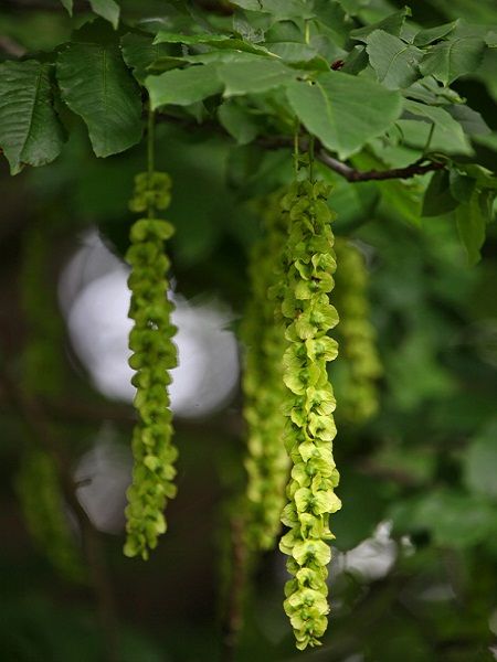 Pterocarya fraxinifolia(western Asia)