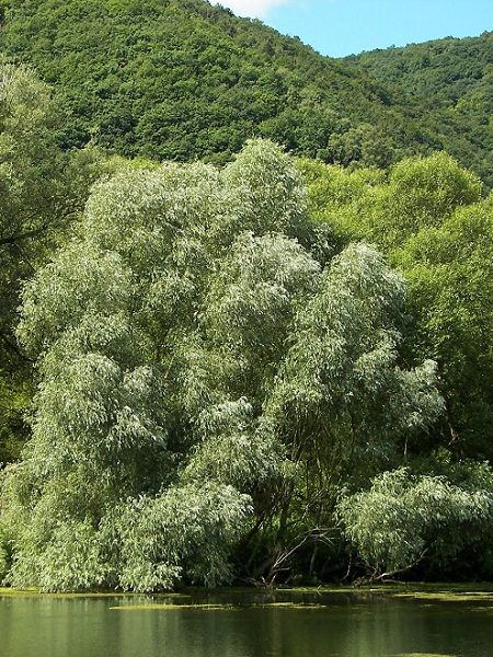 Salix alba-White Willow(central Europe)