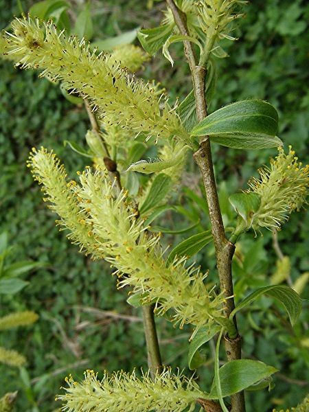 Salix aurita -Eared Willow(central Europe)