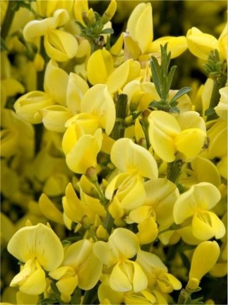 Sarı Çiçekli Katır Tırnağı Cytisus praecox, İTHAL, Saksıda