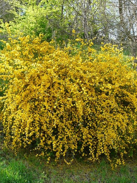 Sarı Kanarya Gülü Kerria japonica Pleniflora, +120 cm, Saksıda