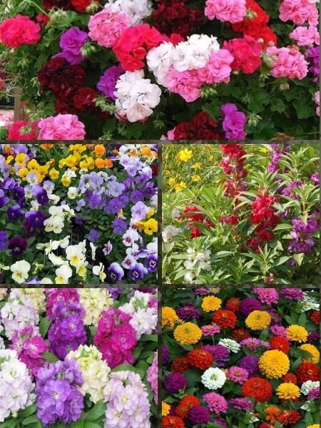 Sardunya-Hercai Menekşe-Zinnia-Kına Çiçeği-Şebboy Çiçeği Karışık Tohumu Paket Kampanyası  
