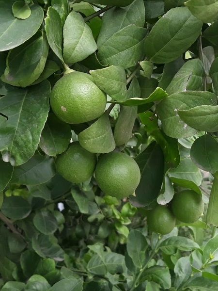 Tatlı Lime Limonu Fidanı Citrus latifolia Tahiti, 100 cm, Saksıda