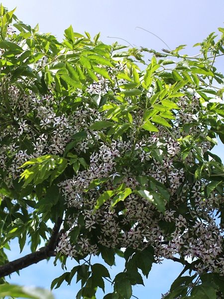 Tesbih Ağacı Melia azedarach Chinaberry, 80-100 cm, Saksıda