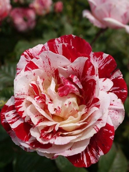 Türkiyem Baston Gül Fidanı Rosa ad alberello Harlequin, +120 cm,Saksıda