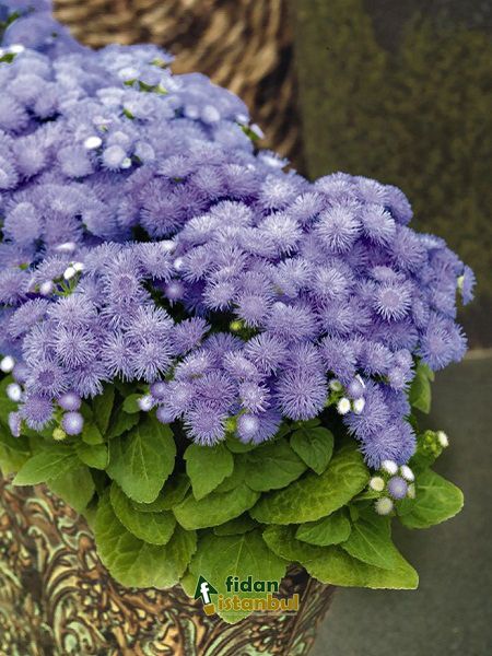 Vapur Dumanı Çiçeği Mavi Renk Çiçek Tohumu +- 100 Adet