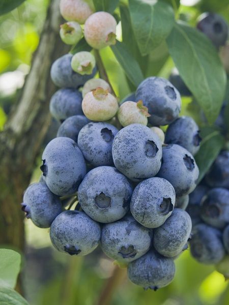 Yaban Mersini Fidesi Likapa Blueberry, 5 Yaş, Saksıda