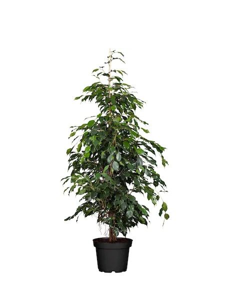Yeşil Yapraklı Benjamin Çiçeği Ficus benjamina Daniella 60-80 cm, Saksıda