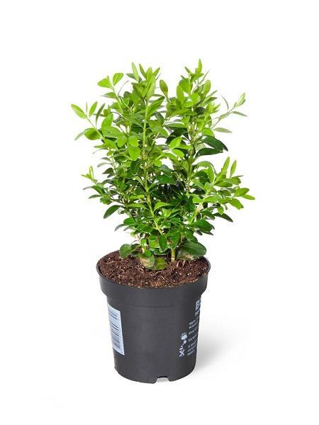 Yeşil Yapraklı Şimşir Buxus sempervirens Arborescens, 20-40 cm, Saksısda