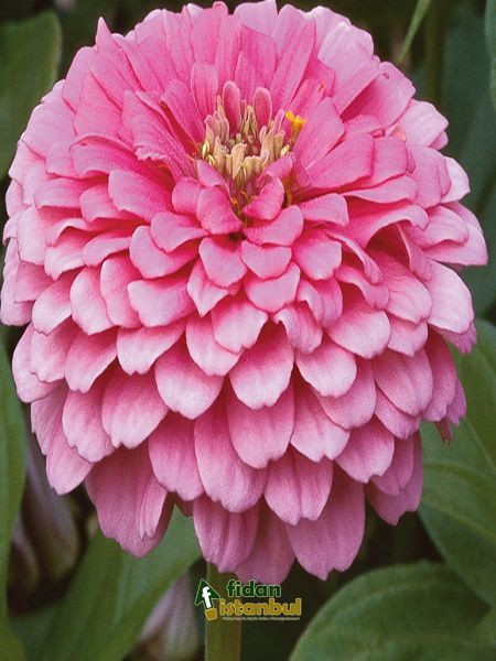 Zinnia (Kirli Hanım Çiçeği) Pembe Renk Çiçek Tohumu +-40 Adet