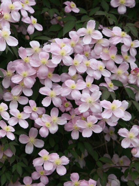 Açık Pembe Yaban Asması Clematis montana Fragrant Spring, İTHAL, Saksıda