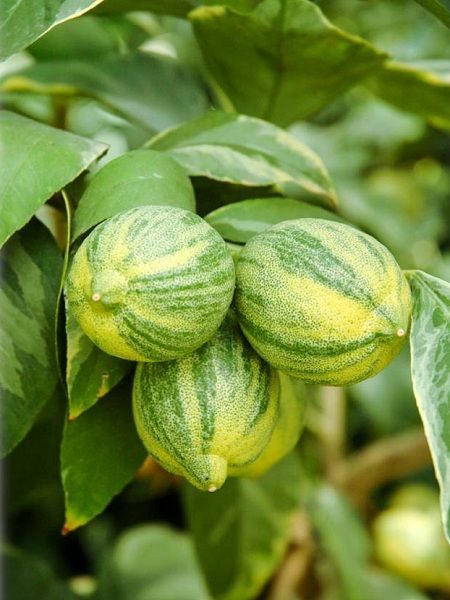 Alacalı Limon Fidanı Citrus limon Folliis Variegatis, 80 cm, Tüplü