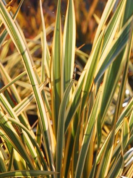 Alacalı Yeni Zelanda Keteni Phormium tenax Golden Ray, Saksıda