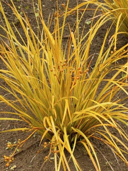 Altın Yeni Zelanda İrisi Libertia ixioides Goldfinger, Saksıda