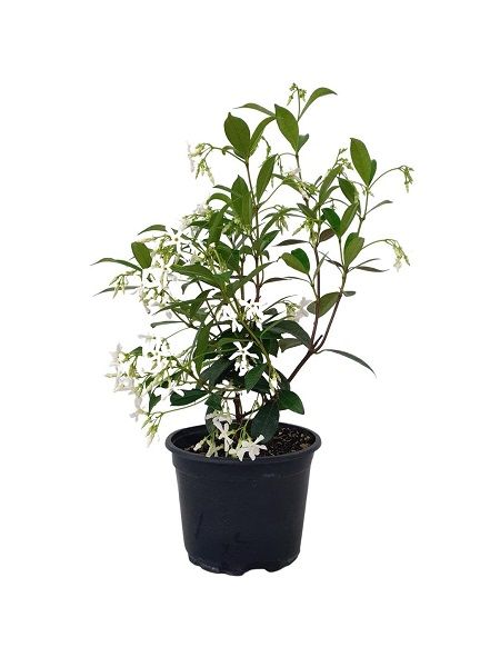 Arap Yasemini Rhyncospermum jasminoides Star, 80-100 cm, Saksıda