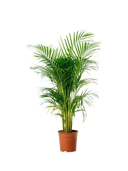 Areka Palmiyesi Chrysalidocarpus lutescens, 80-100 cm, Saksıda