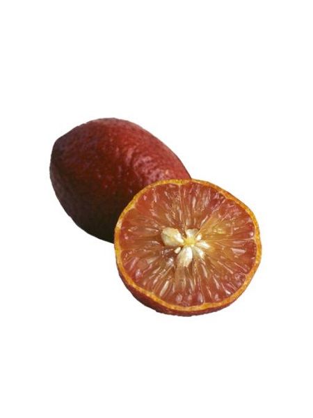 Avustralya Kırmızı Limon Fidanı Citrus hybrid Australian Blood Lime, 80-100 cm, Saksıda