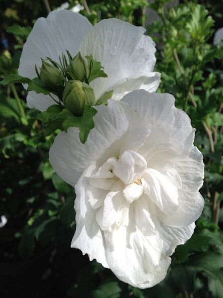 Beyaz Ağaç Hatmi Hibiscus syriacus White Chiffon, 80-100 cm, Saksıda