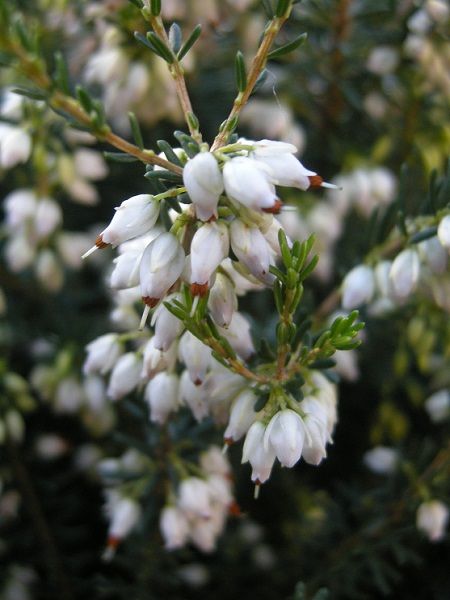 Beyaz Çiçekli Funda Çalısı Erica carnea Springwood White, Saksıda