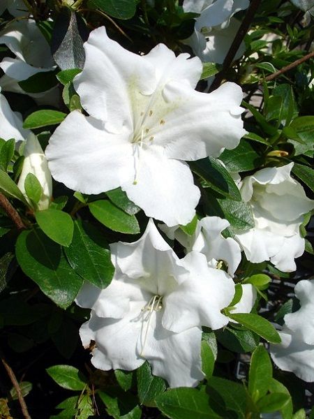 Beyaz İri Çiçekli Açelya Azalea japonica DOROTHY HAYDEN, İTHAL, Saksıda