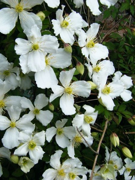Beyaz Yaban Asması Clematis Montana Var. Grandiflora, İTHAL, Saksıda