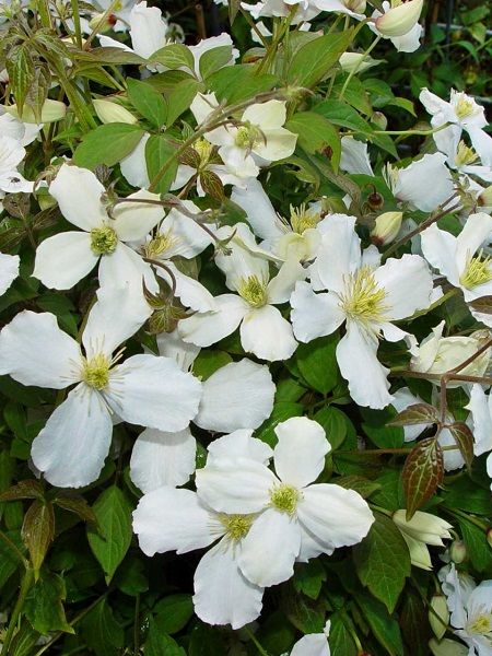 Beyaz Yaban Asması Clematis Montana Var. Grandiflora, İTHAL, Saksıda