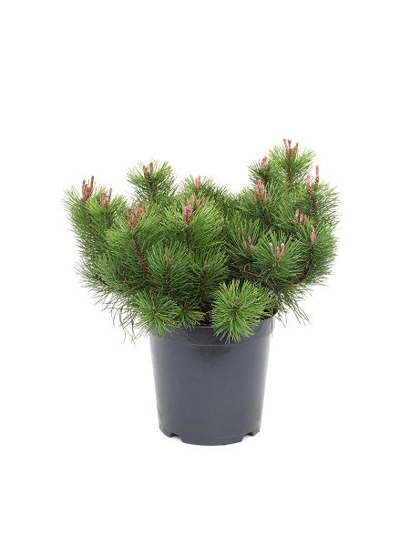 Bodur Dağ Çamı Pinus mugo Pumilio, 20-30 cm, İTHAL, Saksıda