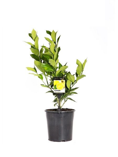 Bonsai İçin Limon Fidanı, 20-40 cm, Saksıda