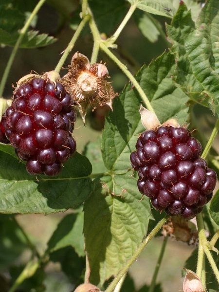 Boysenberry Böğürtlen Fidanı Rubus ursinus x idaeus Boysenberry, Saksıda