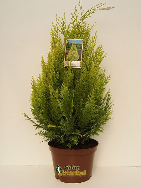CHAMAECYPARIS lawsoniana 'Ellwood Gold' 20-40 cm