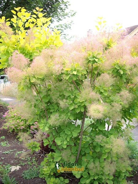 COTINUS coggygria 'Young Lady' BC3 CONTRAT
