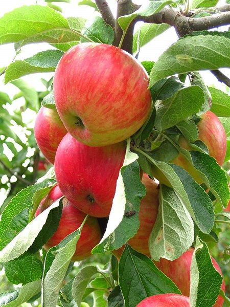 Elma Fidanı Erken Kırmızı, +120 cm, Açık Köklü