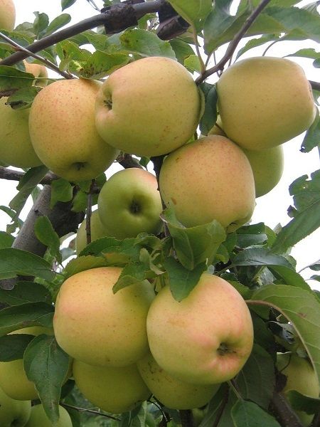 Elma Fidanı GOLDEN REİNDERS, +120 cm, Saksıda