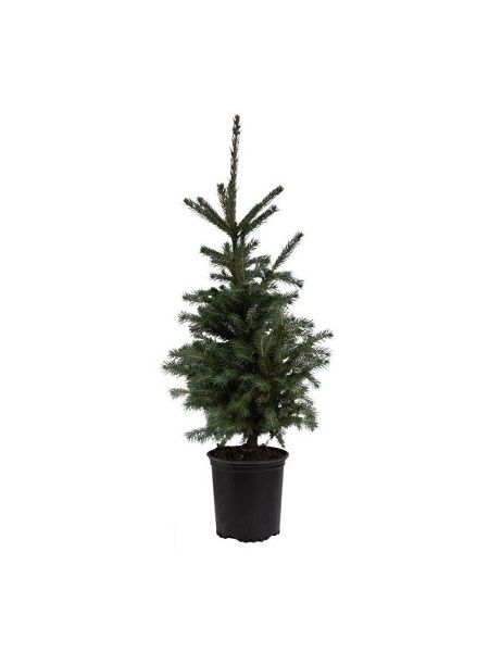 Fidanistanbul Yılbaşı Ağacı, Picea abies Batı Ladini 120 cm, Saksıda