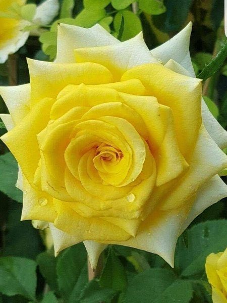 Gül Fidanı SARI Rosa laxa Yellow, Saksıda