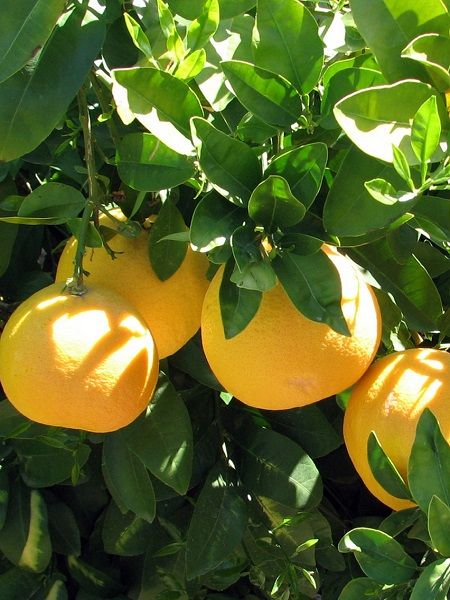 Greyfurt Fidanı Citrus paradisi, +120 cm, Saksıda