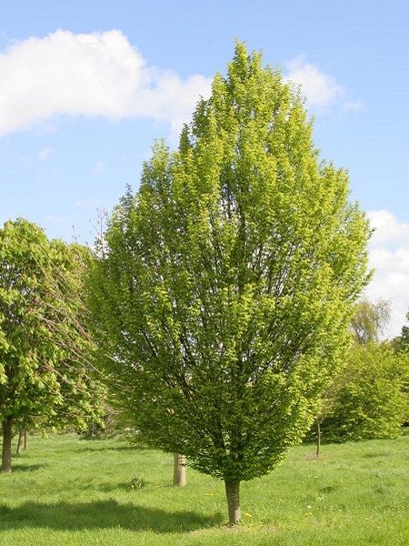 Gürgen Ağacı Carpinus betulus, 80-100 cm, Saksıda