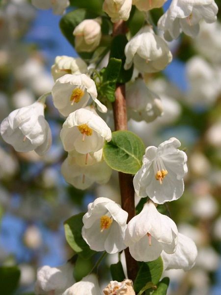 Halesia carolina-Snowdrop Tree