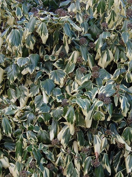 Hedera colchica -Persian lvy (south -eastern Europe)